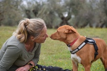 RINGO, Hund, Podenco in Spanien - Bild 2