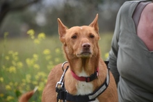 RINGO, Hund, Podenco in Spanien - Bild 4