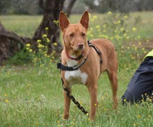RINGO, Hund, Podenco in Spanien - Bild 6