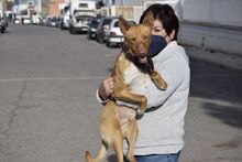 RINGO, Hund, Podenco in Spanien - Bild 8