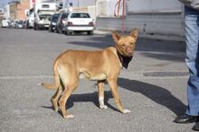 RINGO, Hund, Podenco in Spanien - Bild 9