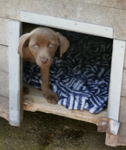 OTHELLO, Hund, Mischlingshund in Bulgarien - Bild 1