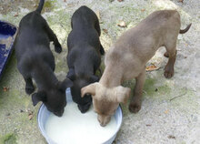 OTHELLO, Hund, Mischlingshund in Bulgarien - Bild 3