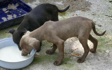 OTHELLO, Hund, Mischlingshund in Bulgarien - Bild 4