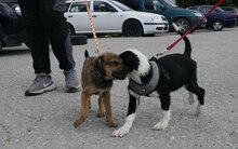 DAVE, Hund, Mischlingshund in Bulgarien - Bild 10