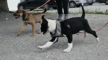 DAVE, Hund, Mischlingshund in Bulgarien - Bild 7