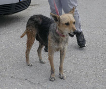 ZARINA, Hund, Mischlingshund in Bulgarien - Bild 1