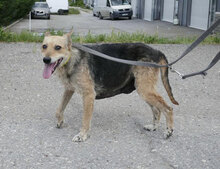 ZARINA, Hund, Mischlingshund in Bulgarien - Bild 10