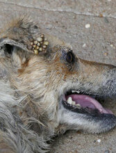 ZARINA, Hund, Mischlingshund in Bulgarien - Bild 12