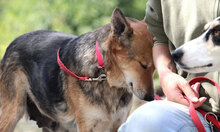 ZARINA, Hund, Mischlingshund in Bulgarien - Bild 14