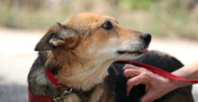 ZARINA, Hund, Mischlingshund in Bulgarien - Bild 17