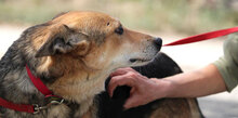 ZARINA, Hund, Mischlingshund in Bulgarien - Bild 18