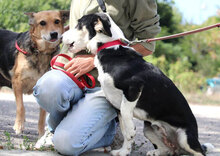 ZARINA, Hund, Mischlingshund in Bulgarien - Bild 19