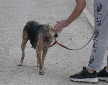 ZARINA, Hund, Mischlingshund in Bulgarien - Bild 2