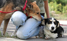 ZARINA, Hund, Mischlingshund in Bulgarien - Bild 20