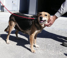 ZARINA, Hund, Mischlingshund in Bulgarien - Bild 21