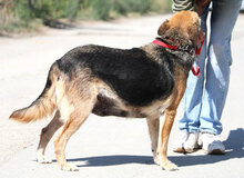 ZARINA, Hund, Mischlingshund in Bulgarien - Bild 23