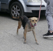 ZARINA, Hund, Mischlingshund in Bulgarien - Bild 3