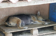 ZARINA, Hund, Mischlingshund in Bulgarien - Bild 4