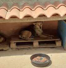 ZARINA, Hund, Mischlingshund in Bulgarien - Bild 5