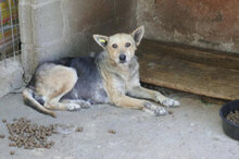 ZARINA, Hund, Mischlingshund in Bulgarien - Bild 7