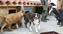 JUSTUS, Hund, Mischlingshund in Bulgarien - Bild 8