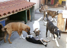 JUSTUS, Hund, Mischlingshund in Bulgarien - Bild 9