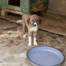 JULIUS, Hund, Mischlingshund in Bulgarien - Bild 7