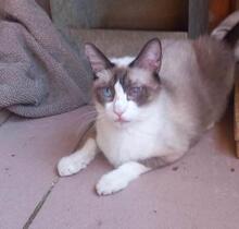 MAPACHE, Katze, Siam-Snowshoes-Mix in Spanien - Bild 1