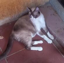 MAPACHE, Katze, Siam-Snowshoes-Mix in Weil - Bild 2