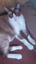 MAPACHE, Katze, Siam-Snowshoes-Mix in Weil - Bild 3
