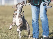 FLASH, Hund, Mischlingshund in Erding - Bild 10