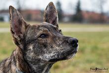 FLASH, Hund, Mischlingshund in Erding - Bild 11