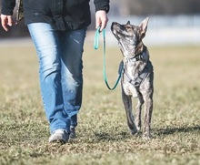 FLASH, Hund, Mischlingshund in Erding - Bild 2