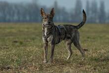 FLASH, Hund, Mischlingshund in Erding - Bild 4