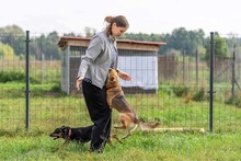 RUDZIA, Hund, Mischlingshund in Bad Wünnenberg - Bild 1