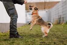 RUDZIA, Hund, Mischlingshund in Bad Wünnenberg - Bild 12