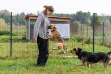 RUDZIA, Hund, Mischlingshund in Bad Wünnenberg - Bild 2