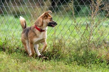 RUDZIA, Hund, Mischlingshund in Bad Wünnenberg - Bild 3