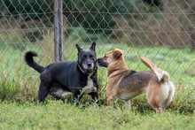 RUDZIA, Hund, Mischlingshund in Bad Wünnenberg - Bild 5