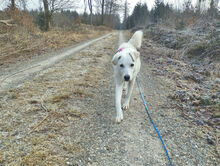 NINNA, Hund, Mischlingshund in Mittelbiberach - Bild 5