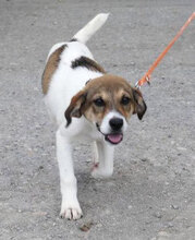 DEBBIE, Hund, Foxterrier-Mix in Bulgarien - Bild 1