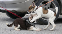 DEBBIE, Hund, Foxterrier-Mix in Bulgarien - Bild 10