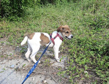 DEBBIE, Hund, Foxterrier-Mix in Bulgarien - Bild 2