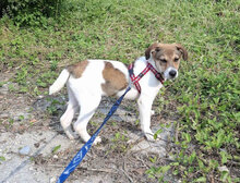 DEBBIE, Hund, Foxterrier-Mix in Bulgarien - Bild 3