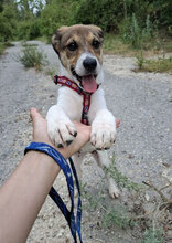 DEBBIE, Hund, Foxterrier-Mix in Bulgarien - Bild 4