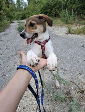 DEBBIE, Hund, Foxterrier-Mix in Bulgarien - Bild 5