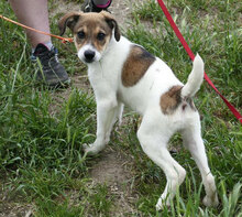 DEBBIE, Hund, Foxterrier-Mix in Bulgarien - Bild 7