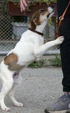 DEBBIE, Hund, Foxterrier-Mix in Bulgarien - Bild 8