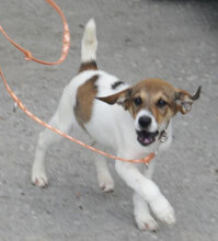 DEBBIE, Hund, Foxterrier-Mix in Bulgarien - Bild 9